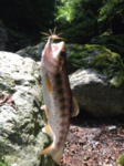 iphone/image-20131027220638.png