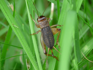 image-20131029160943.png