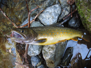 image-20131126063250.png